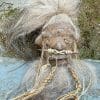 Wholesale Shrunken heads, Real Shrunken Heads, Wholesale Oddities