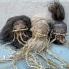 Wholesale Shrunken heads, Real Shrunken Heads, Wholesale Oddities