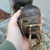 Wholesale Shrunken heads, Real Shrunken Heads, Wholesale Oddities