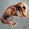 Dried Fetal Pig Wholesale, Wholesale Oddities, Bacon Seed, Dehydrated Fetal Pig