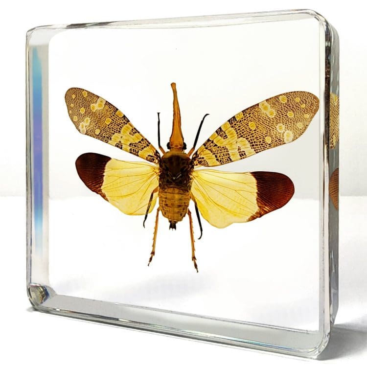 Long Nose Lanternfly, Insects in Resin, Bugs In Resin, Bugs in Acrylic Display, Lantern Fly