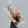 Real Bird in Resin, Dissected Pigeon, Wholesale Specimen in Resin, Educational Display
