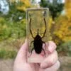Real Long Armed Bamboo Weevil in Resin, Wholesale Insects In Resin