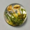 Real Mushroom and Moss in Resin, Goblincore, Cottagecore, Vulture culture, Wholesale Specimens