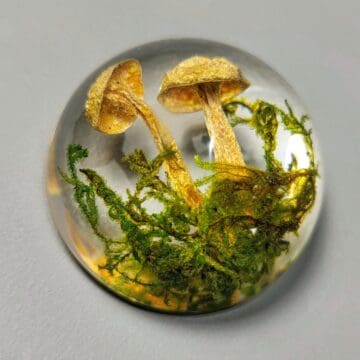 Real Mushroom and Moss in Resin, Goblincore, Cottagecore, Vulture culture, Wholesale Specimens