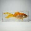 Real Goldfish in Resin, Wholesale Specimen, Oddities, Curiosities