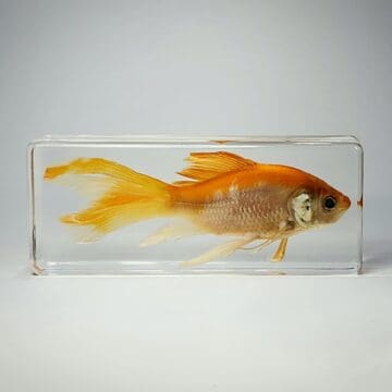 Real Goldfish in Resin, Wholesale Specimen, Oddities, Curiosities