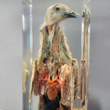 Real Bird in Resin, Dissected Pigeon, Wholesale Specimen in Resin, Educational Display