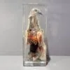 Real Bird in Resin, Dissected Pigeon, Wholesale Specimen in Resin, Educational Display