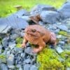 Taxidermy Toad, Stuffed Frog, Wholesale Taxidermy, Oddities, Curiosities
