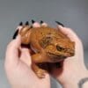 Taxidermy Toad, Stuffed Frog, Wholesale Taxidermy, Oddities, Curiosities