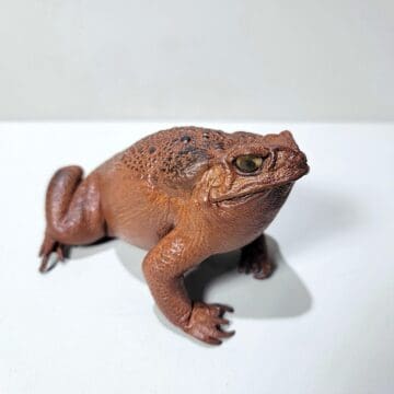 Taxidermy Toad, Stuffed Frog, Wholesale Taxidermy, Oddities, Curiosities