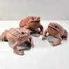 Taxidermy Toad, Stuffed Frog, Wholesale Taxidermy, Oddities, Curiosities