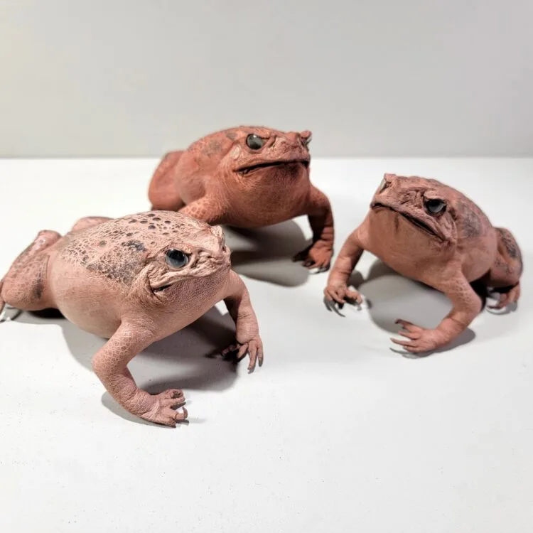 Taxidermy Toad, Stuffed Frog, Wholesale Taxidermy, Oddities, Curiosities