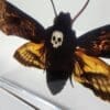 Real Deaths Head Moth in Resin, Hawkmoth in Resin, Wholesale Insects In Resin. Skull Moth