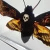 Real Deaths Head Moth in Resin, Hawkmoth in Resin, Wholesale Insects In Resin. Skull Moth