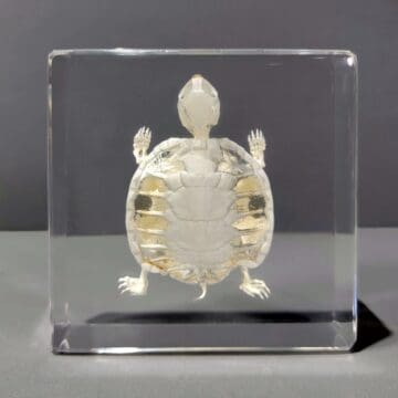 Real Turtle Skeleton in Resin, Wholesale Specimen in Resin, Bones, Skulls, Oddities
