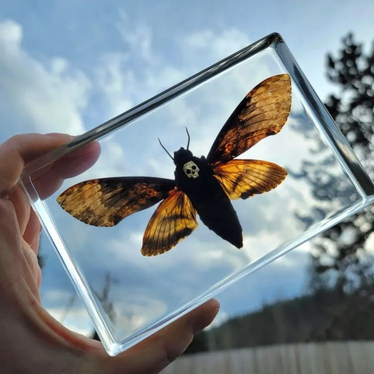 Real Deaths Head Moth in Resin, Hawkmoth in Resin, Wholesale Insects In Resin. Skull Moth