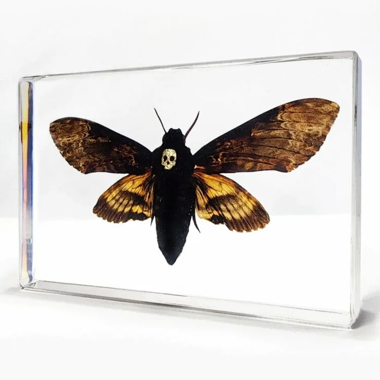 Real Deaths Head Moth in Resin, Hawkmoth in Resin, Wholesale Insects In Resin. Skull Moth