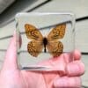 Real Leopard Print Butterfly in Resin, Wholesale Insects in Resin, Preserved Butterflies