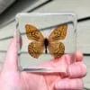 Real Leopard Print Butterfly in Resin, Wholesale Insects in Resin, Preserved Butterflies