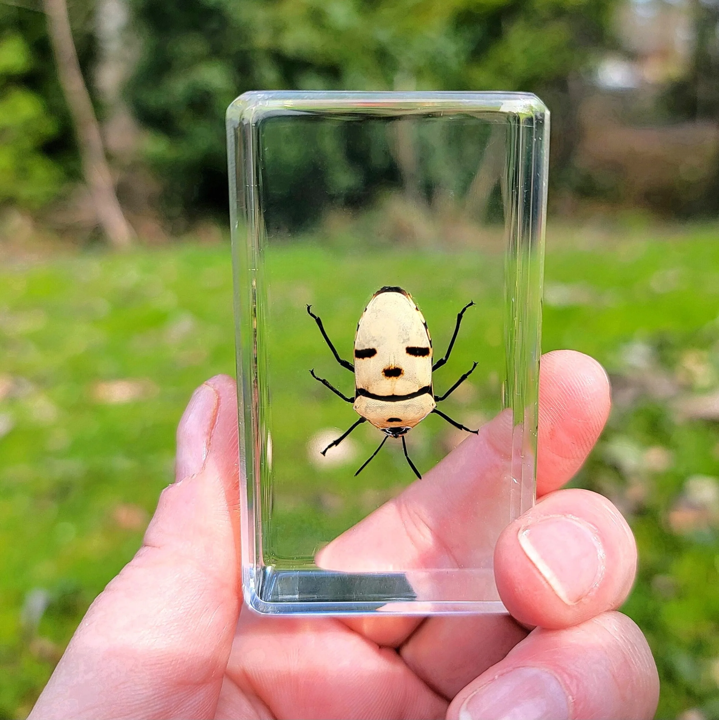 Man-Face-Bug-In-Resin-1 Man Face Bug. Skull Bug, Real Stink Bug in Resin, Wholesale Insects In Resin