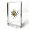 Man Face Bug. Skull Bug, Real Stink Bug in Resin, Wholesale Insects In Resin
