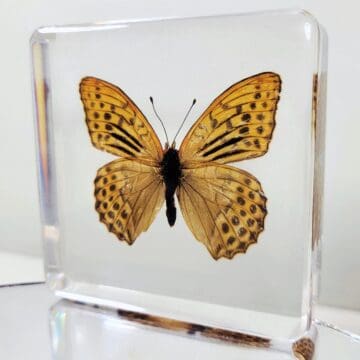 Leopard Print Butterfly, Insects in Resin, Framed Butterflies