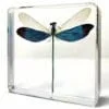 Metalwing Damselfly, Insects in Resin, Dragonflies, Iridescent Blue Insect