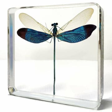 Metalwing Damselfly, Insects in Resin, Dragonflies, Iridescent Blue Insect