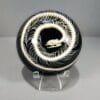 Snake Skeleton Dome, Black and White, Snake Bone Display