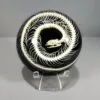 Snake Skeleton Dome, Black and White, Snake Bone Display