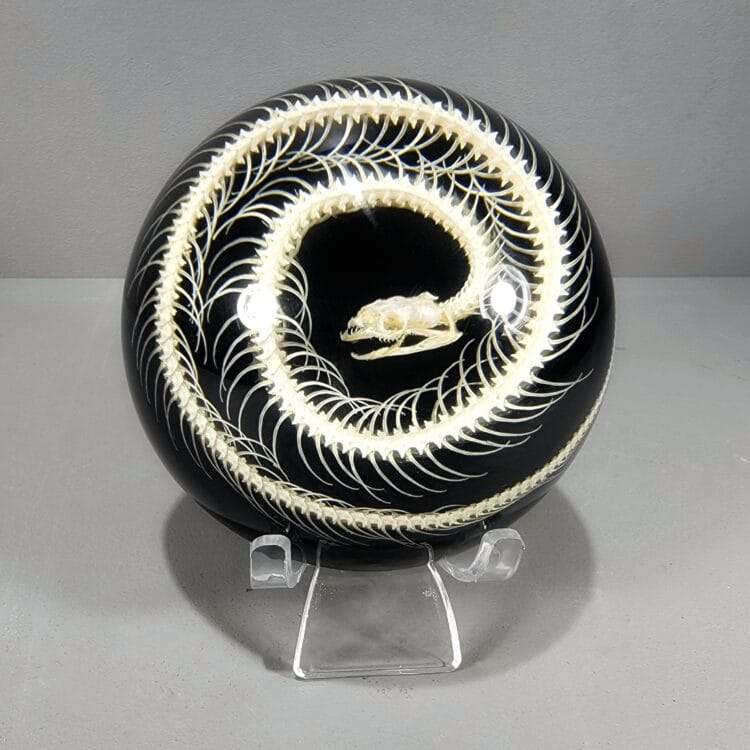 Snake Skeleton Dome, Black and White, Snake Bone Display