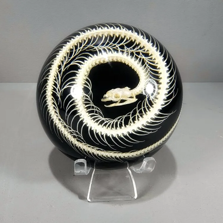 Snake Skeleton Dome, Black and White, Snake Bone Display