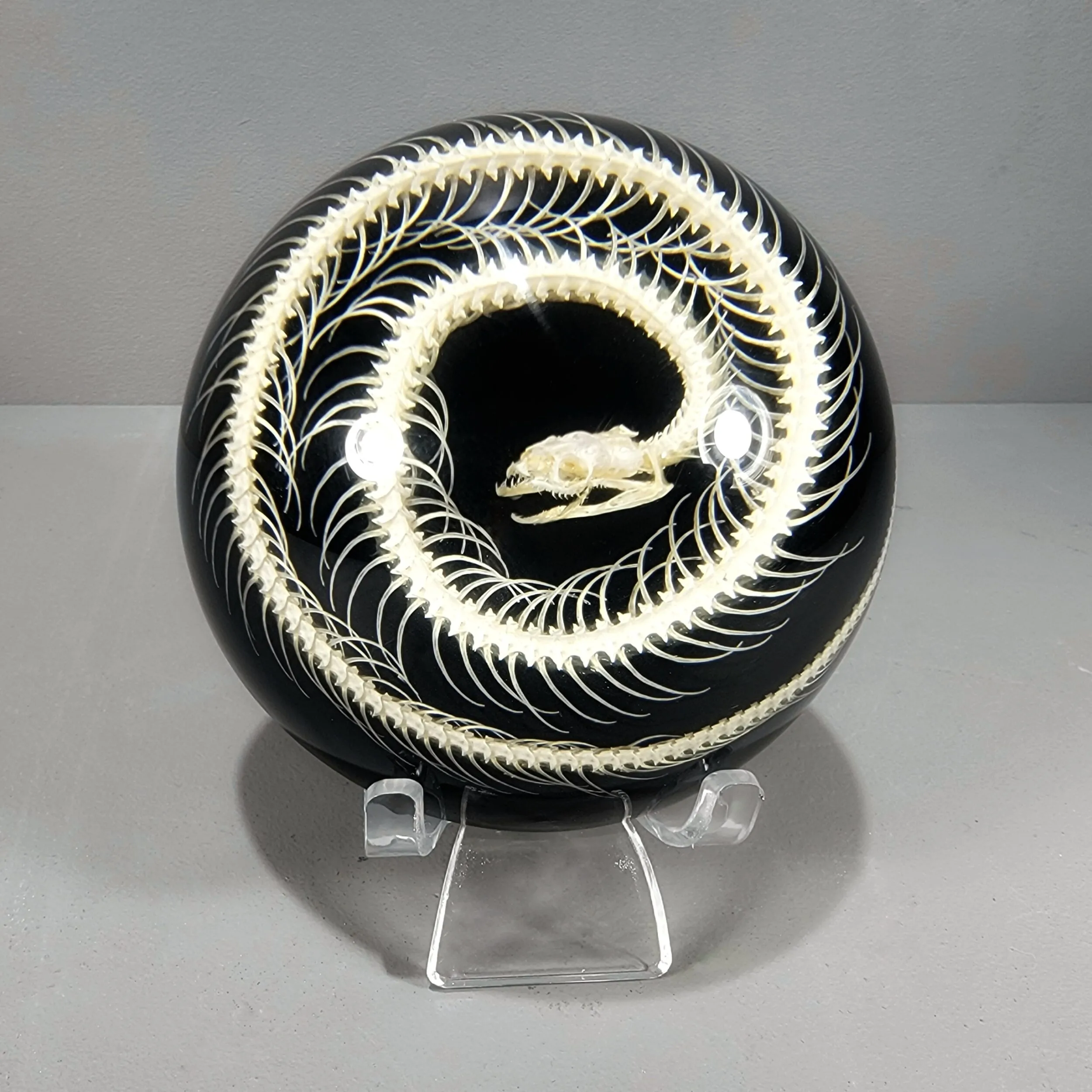 Snake-Skeleton-in-Resin-with-Stand Snake Skeleton Dome, Black and White, Snake Bone Display