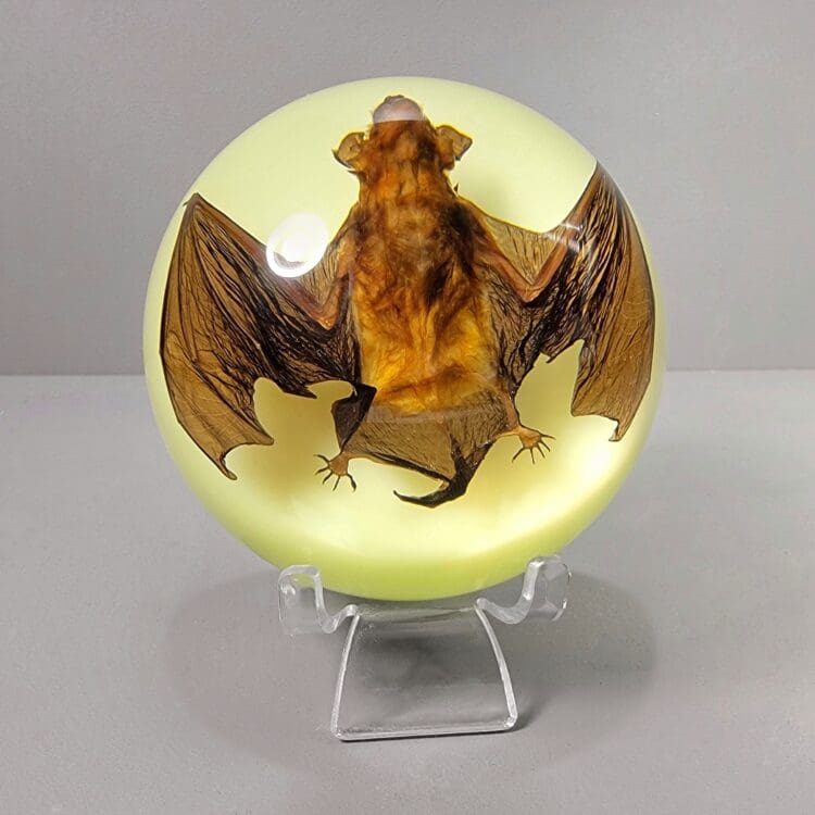Glow in the Dark Real Bat in Resin Dome, Preserved Bat, Taxidermy Bat Display
