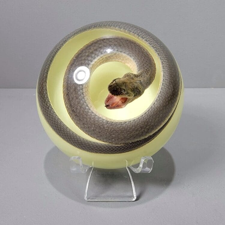 Glow in the Dark Real Snake in Resin Dome, Preserved Snake, Coiled Snake Display