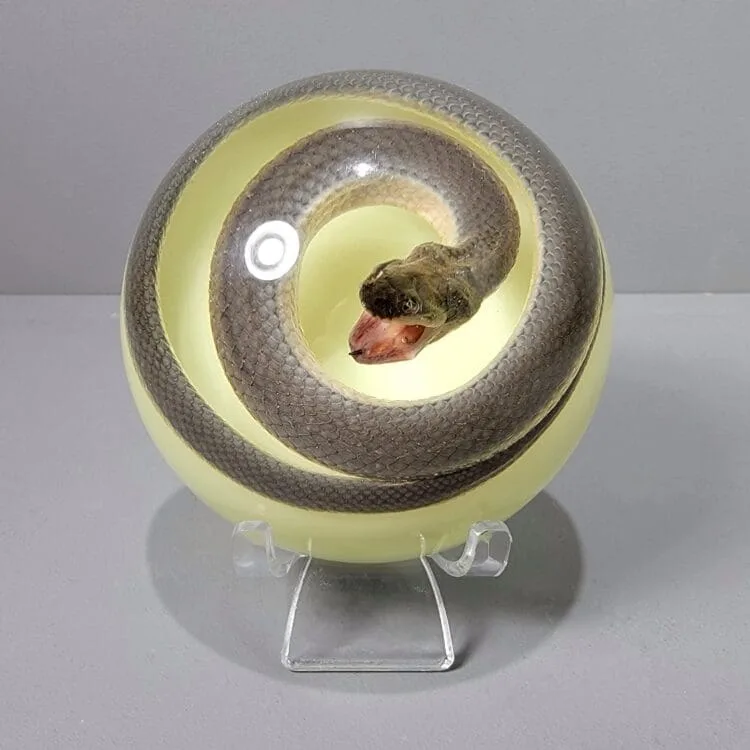 Glow in the Dark Real Snake in Resin Dome, Preserved Snake, Coiled Snake Display