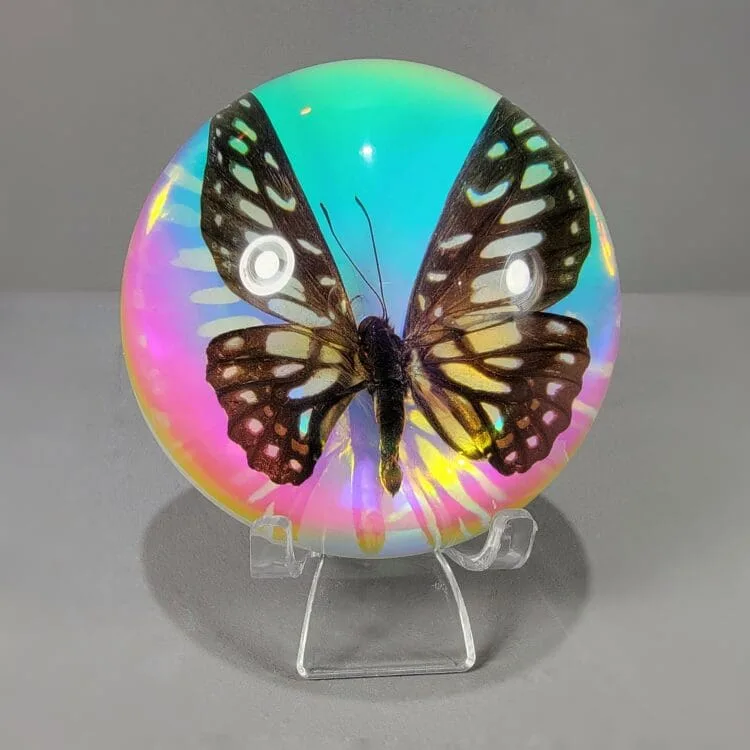 Iridescent Rainbow Butterfly Dome with stand, Real Butterfly, Preserved Buttery Display