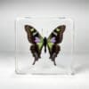 Rare Purple Spotted Swallowtail Butterfly in Resin, Purple Butterfly, Green Butterfly