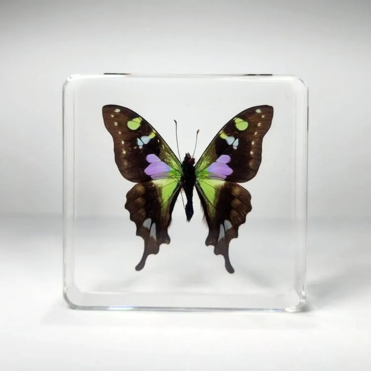 Rare Purple Spotted Swallowtail Butterfly in Resin, Purple Butterfly, Green Butterfly