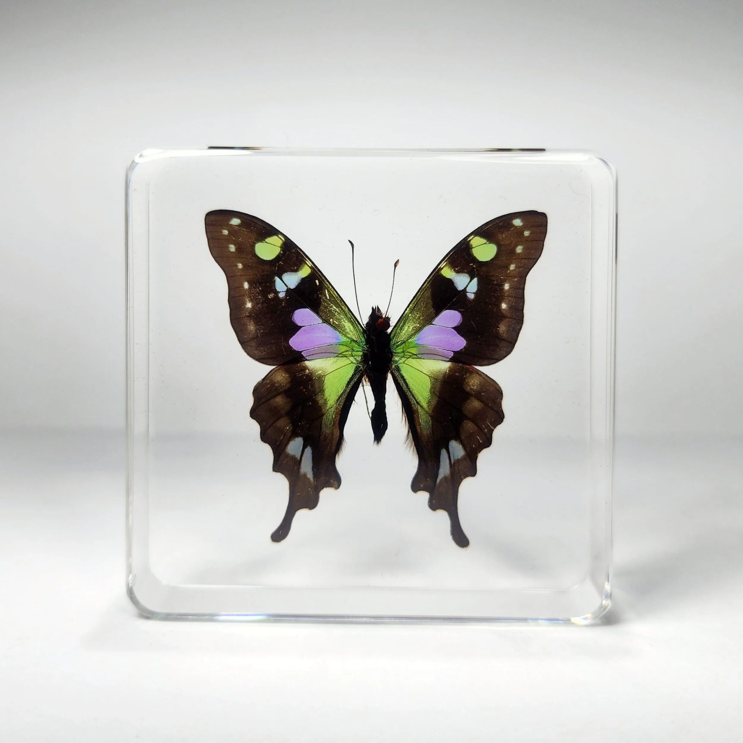 Butterfly-In-Resin-Purple-Spotted-Swallowtail-2 Rare Purple Spotted Swallowtail Butterfly in Resin, Purple Butterfly, Green Butterfly