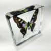 Rare Purple Spotted Swallowtail Butterfly in Resin, Purple Butterfly, Green Butterfly