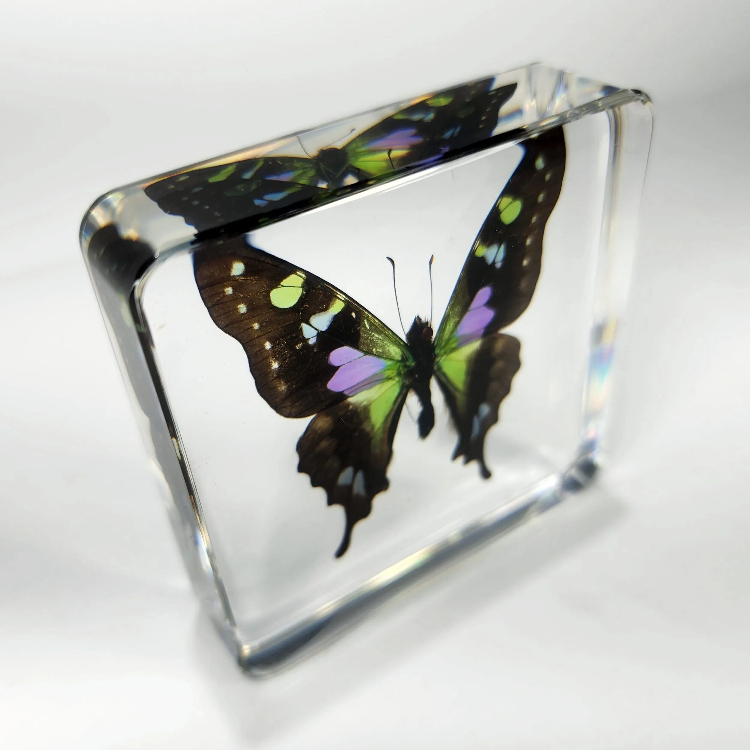 Butterfly-In-Resin-Purple-Spotted-Swallowtail-3 Rare Purple Spotted Swallowtail Butterfly in Resin, Purple Butterfly, Green Butterfly
