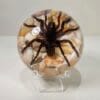 Real Spider in Resin, Giant Spider, Creepy Oddities Display