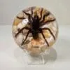 Real Spider in Resin, Giant Spider, Creepy Oddities Display