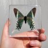Green Banded Urania Moth in Resin, Real Moth, Framed Butterflies, Curiosity Display