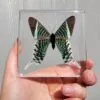 Green Banded Urania Moth in Resin, Real Moth, Framed Butterflies, Curiosity Display