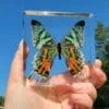 Madagascan Sunset Moth in Resin. Butterfly in Resin, Insects in Resin, Curiosity Display