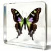 Rare Purple Spotted Swallowtail Butterfly in Resin, Graphium Weiskei